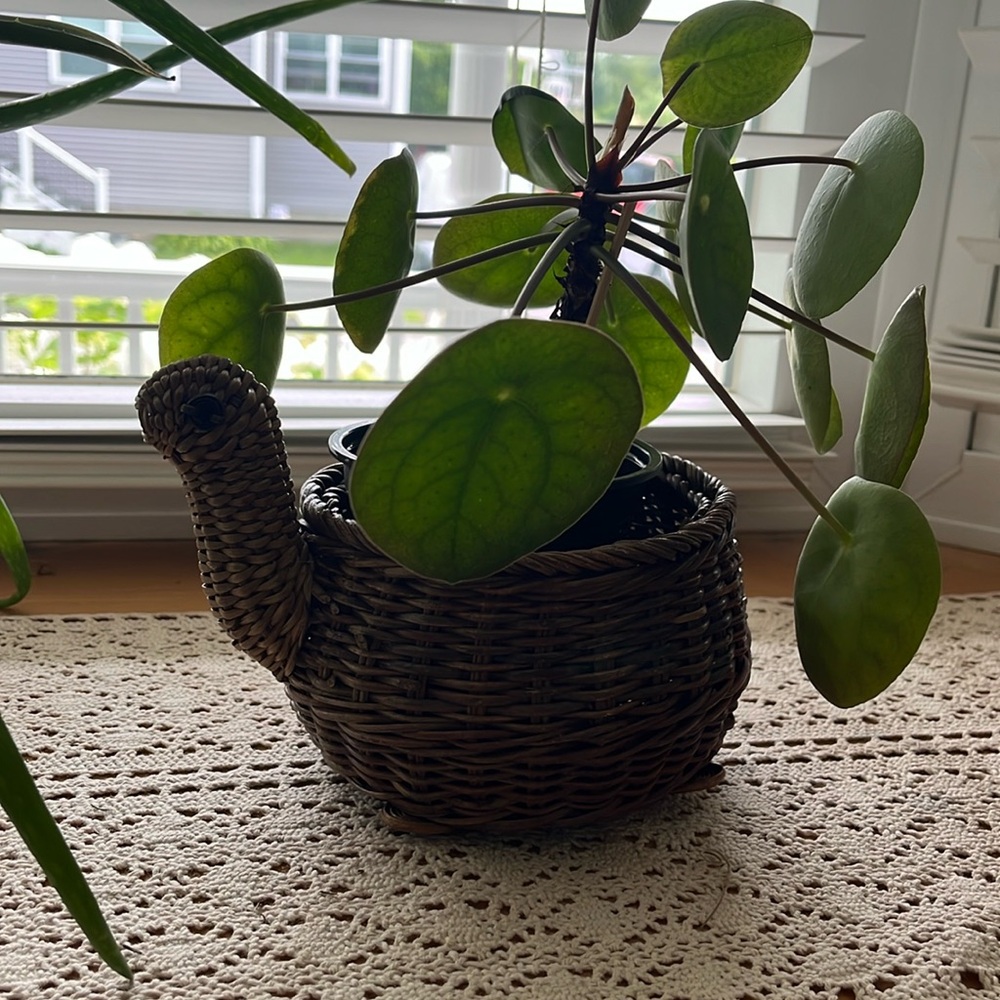 Turtle basket